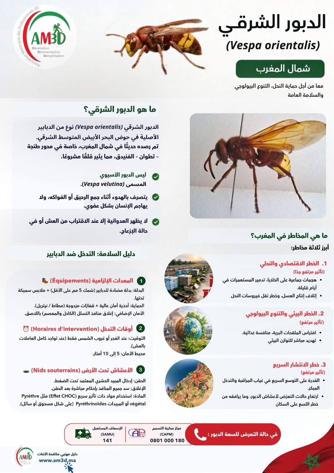 الدبور الشرقي (Vespa orientalis)